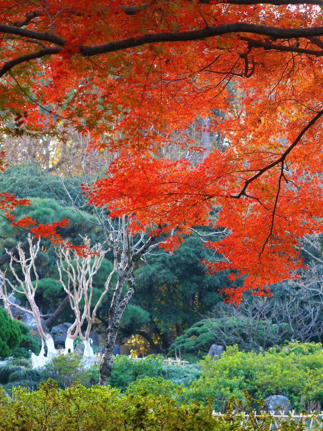 花港觀魚確實美得超出!附賞楓攻略 花港觀魚確實美得超出!附賞楓攻略
