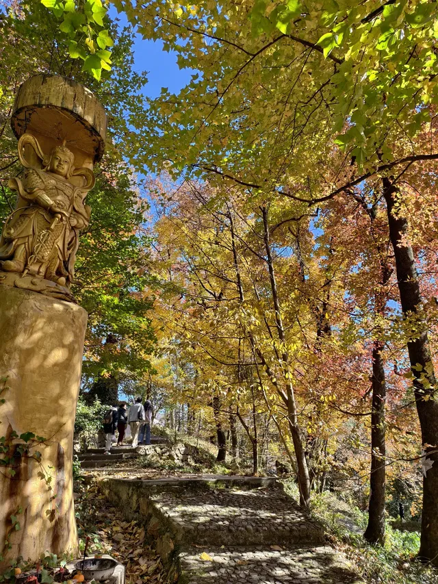 今日實況,指南村的楓葉紅了 今日實況,指南村的楓葉紅了