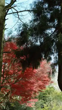 實況莫干山上的紅楓葉，美得走不動路