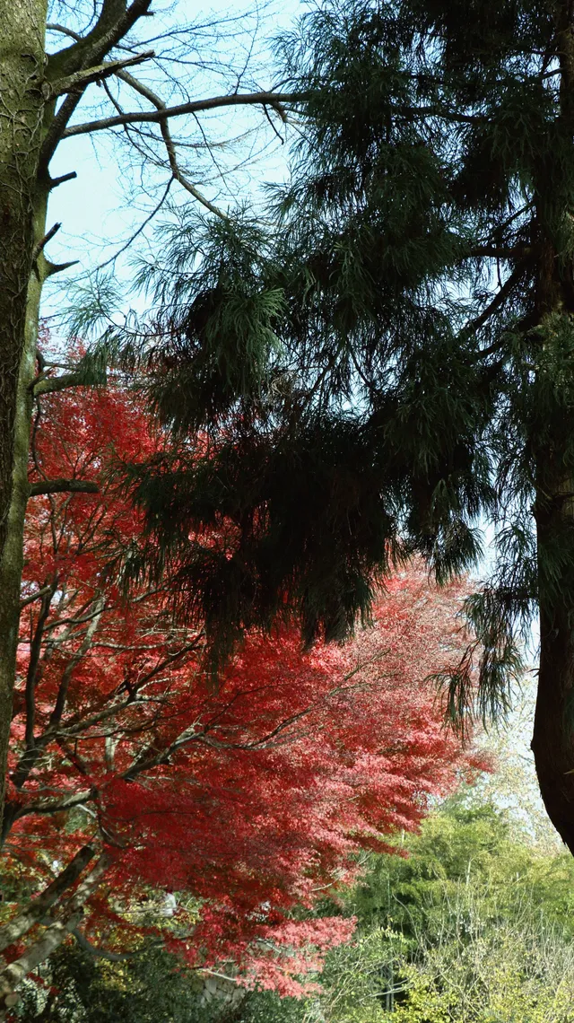 實況莫干山上的紅楓葉，美得走不動路
