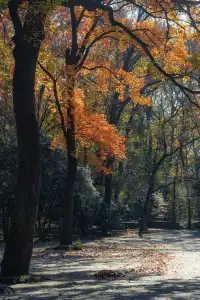 人你好,我是靈谷寺的咪,來看看我和秋天嗎
