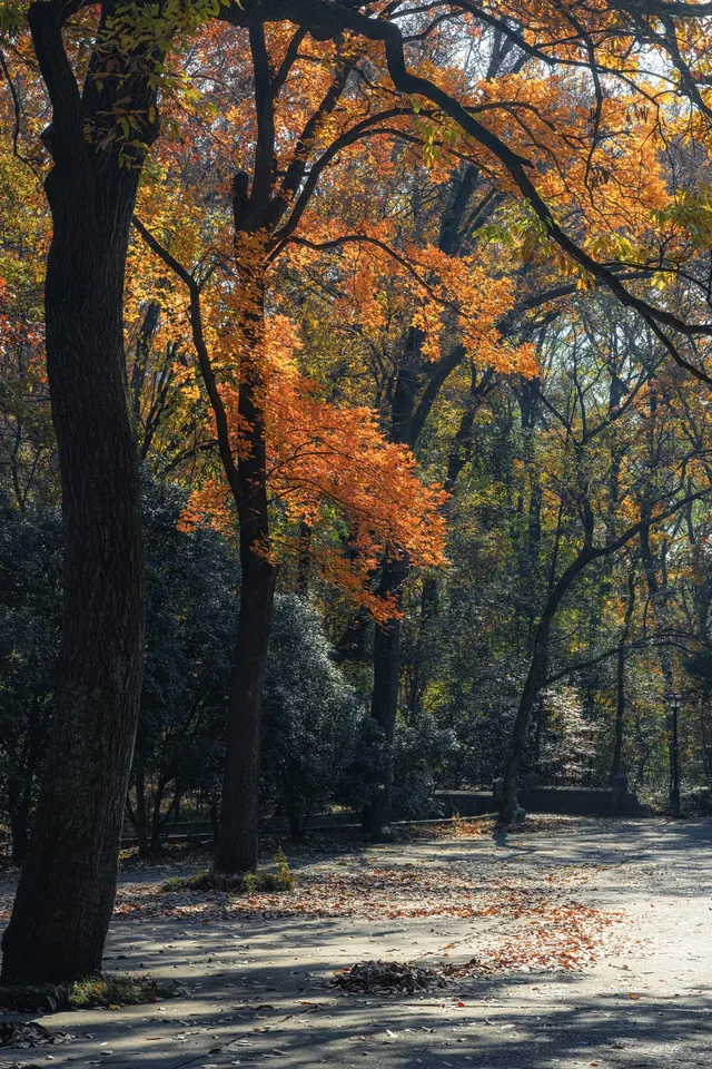 人你好,我是靈谷寺的咪,來看看我和秋天嗎 人你好,我是靈谷寺的咪,來看看我和秋天嗎