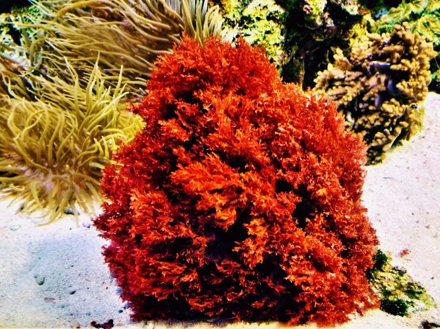 Coral Kingdom Calling: Your Ultimate Great Barrier Reef Snorkel Adventure