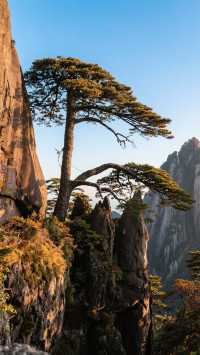 12月黃山四天三晚,雲海未凍,松風正暖!