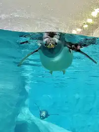 珠海!!!長隆海洋王國攻略吃喝一條龍~