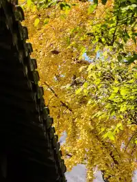 看我用手機記錄鹽官最濃的秋色附機位版