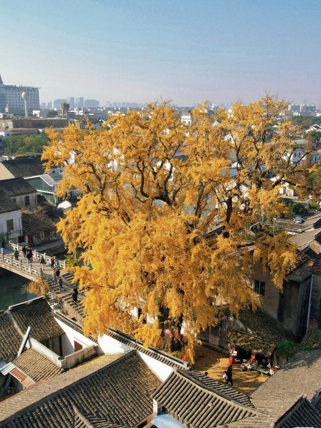 蘇州太平老街|邂逅千年銀杏的古寺禪意 蘇州太平老街|邂逅千年銀杏的古寺禪意
