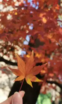 Live全屏打開最美楓葉神樹錯過等明年