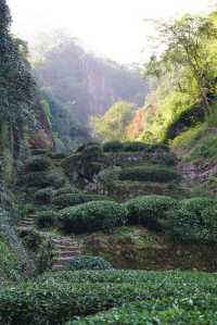 武夷山巖骨花香漫遊道:冬日裡的寧靜之旅