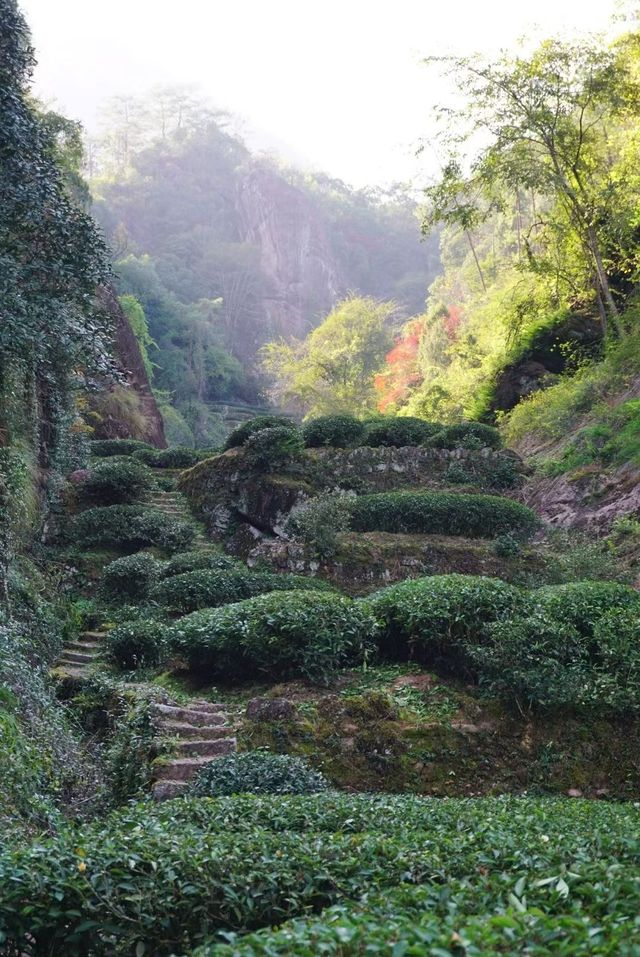 武夷山巖骨花香漫遊道:冬日裡的寧靜之旅 武夷山巖骨花香漫遊道:冬日裡的寧靜之旅