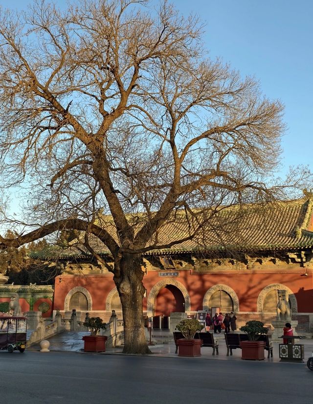 金秋銀杏下的千年古寺 金秋銀杏下的千年古寺