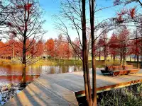 預警三林濱江落羽杉即將紅透，最佳觀賞期