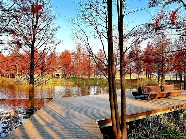 預警三林濱江落羽杉即將紅透，最佳觀賞期