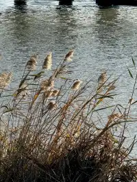 泉州北濱江公園的花樹火了~