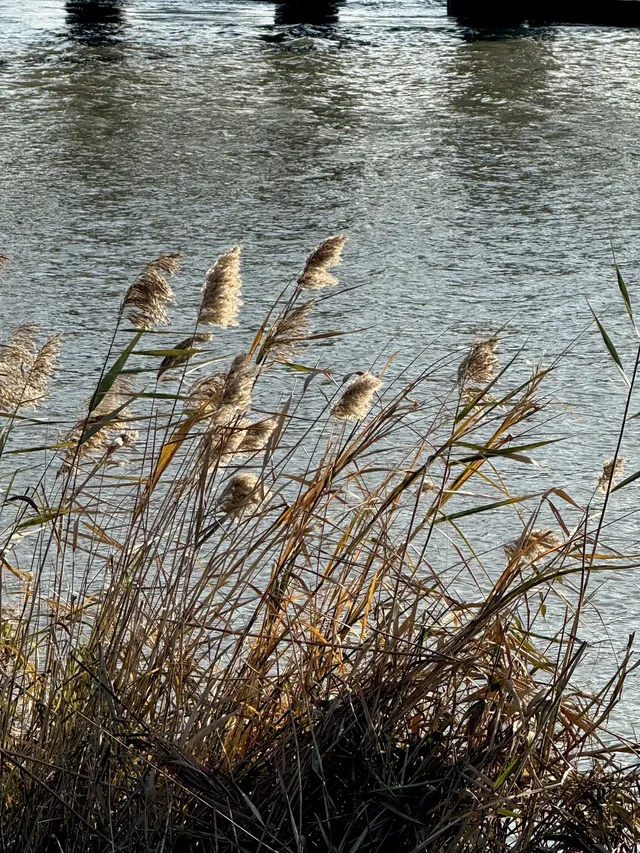泉州北濱江公園的花樹火了~ 泉州北濱江公園的花樹火了~