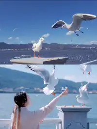 昆明冬季治癒系行程:赴一場滇池邊的約會。