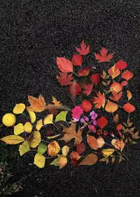 12.2live｜現實版莫奈油畫藏在武漢青山公園