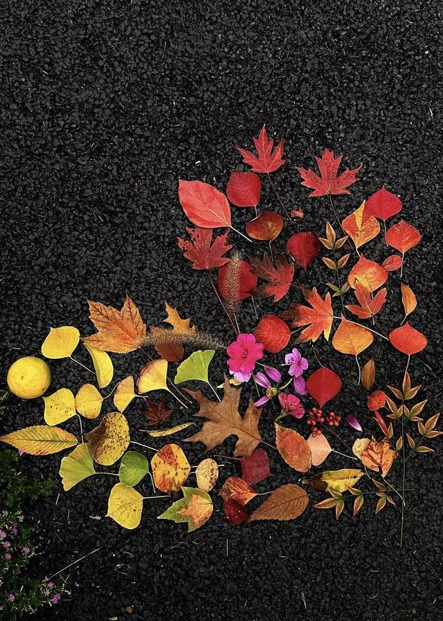 12.2live｜現實版莫奈油畫藏在武漢青山公園