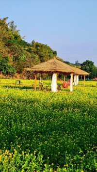 廈門冬天驚現油菜花!海滄呢片金色花海,湊B打卡超正