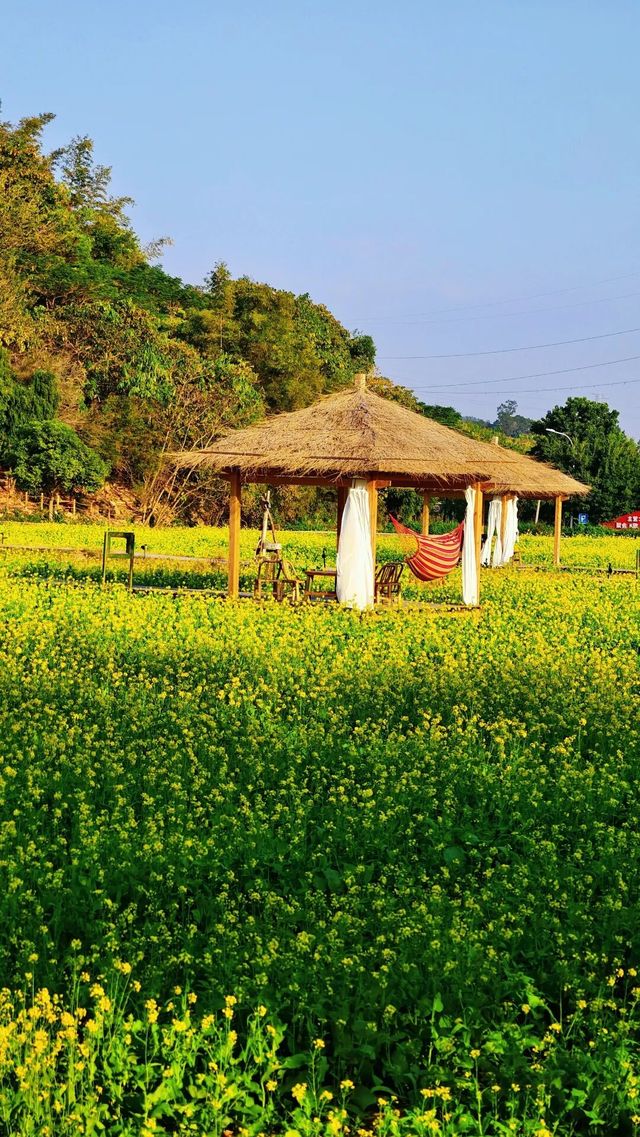 廈門冬天驚現油菜花!海滄呢片金色花海,湊B打卡超正 廈門冬天驚現油菜花!海滄呢片金色花海,湊B打卡超正