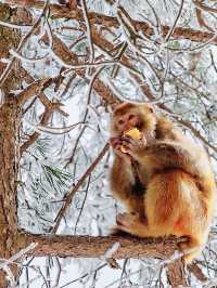 都在吹廬山雪景治癒?我想說:別太當真!