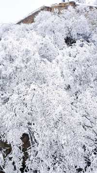 北京初雪刷屏南京紫金山霧淞已在路上!東北平替絕美暴擊