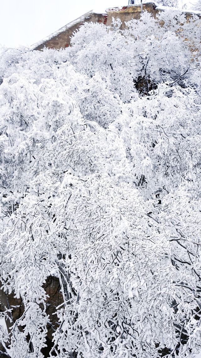 北京初雪刷屏南京紫金山霧淞已在路上!東北平替絕美暴擊 北京初雪刷屏南京紫金山霧淞已在路上!東北平替絕美暴擊