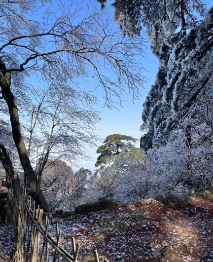 標高1860メートルで、黄山の春限定の雲海とツツジに出会いました