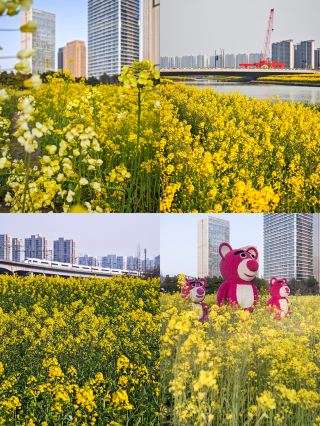 지하철 6호선 꽃구경 가이드 3개 역에서 봄철 유채꽃 바다를 만끽하기