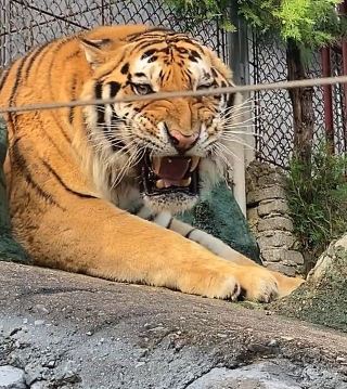 The tiger shyly corrected a visitor's pronunciation