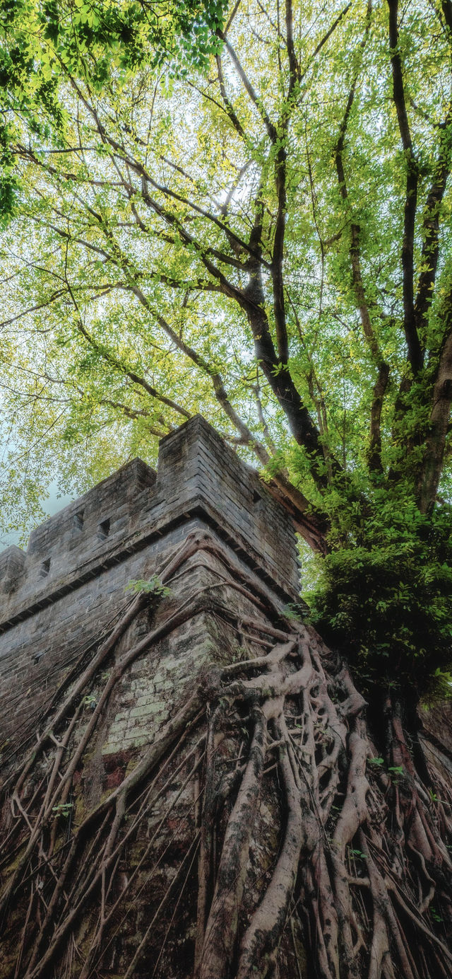 Guangzhou's photo hotspot South China Botanical Garden features this ...