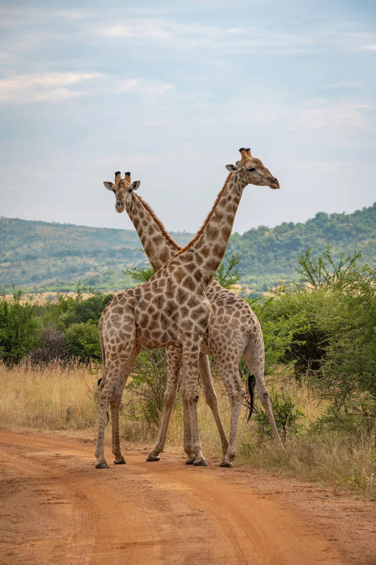 South Africa Spring 10-Day Tour Ultimate Guide is here