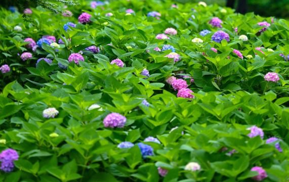 【T1565】The Eight Grand Jiangnan Chinese… Check in at the hydrangea feast in Zhejiang's 5A scenic area, open