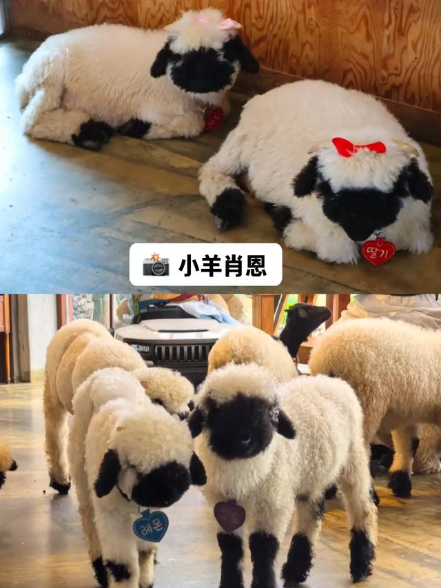 濟州島玩透攻略5條寶藏路線
