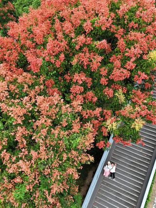Wuxi! The goldenrain trees have turned red, signaling the grand opening of autumn!!