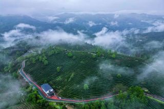 蔣家坪茶園景區｜雲端千畝茶海，秦巴山間的富硒茶鄉