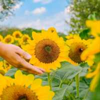 ถึงเวลาทานตะวันแบ่งบาน🌻ไปถ่ายรูปที่สวนรถไฟใกล้ๆ