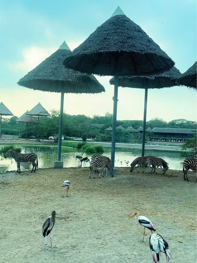 ⭐️亞洲最大動物園～Safari World
