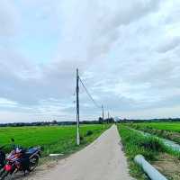 Green Grass of Paddy Field, Natural Beauty 