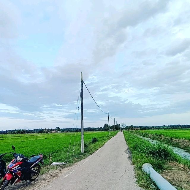 Green Grass of Paddy Field, Natural Beauty 