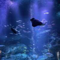 簡而精的墨田水族館