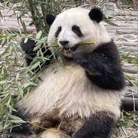 Panda’s! Panda’s! Panda’s! Cuteness overload!