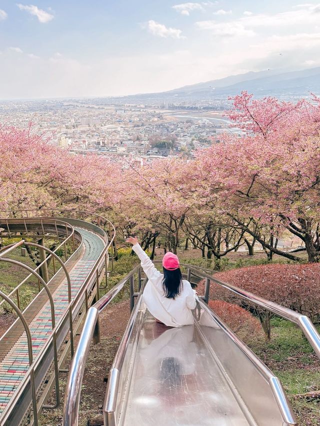 벚꽃에 둘러쌓여 미끄럼틀 타기🌸