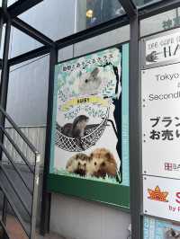 🇯🇵原宿必去🫶🏻高人氣可愛水獺🦦 café ❤️🤤