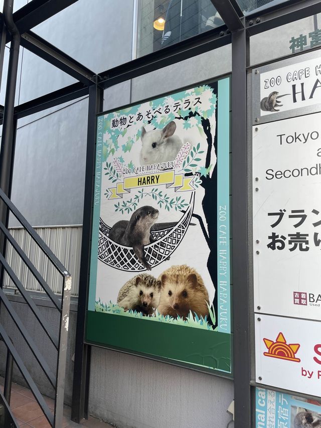 🇯🇵原宿必去🫶🏻高人氣可愛水獺🦦 café ❤️🤤