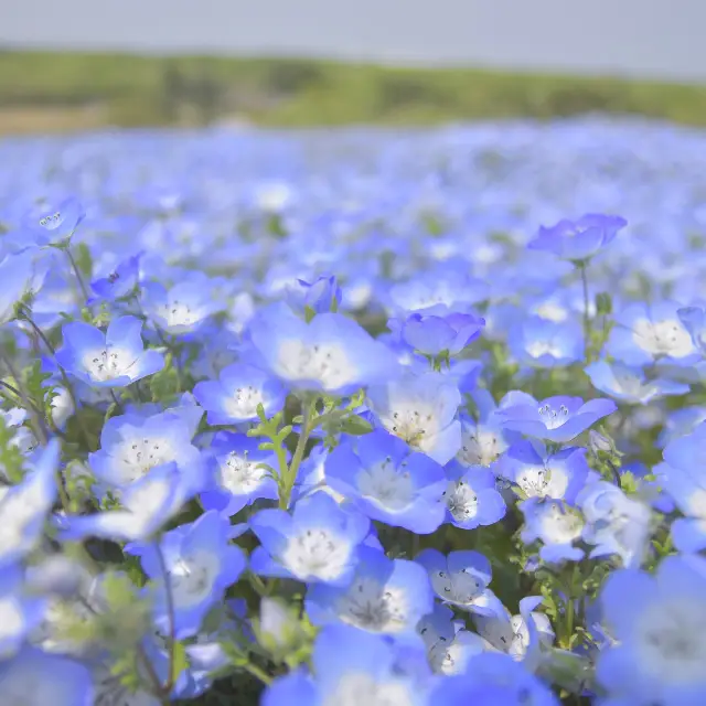 国営ひたち海浜公園 ネモフィラ🌼*･