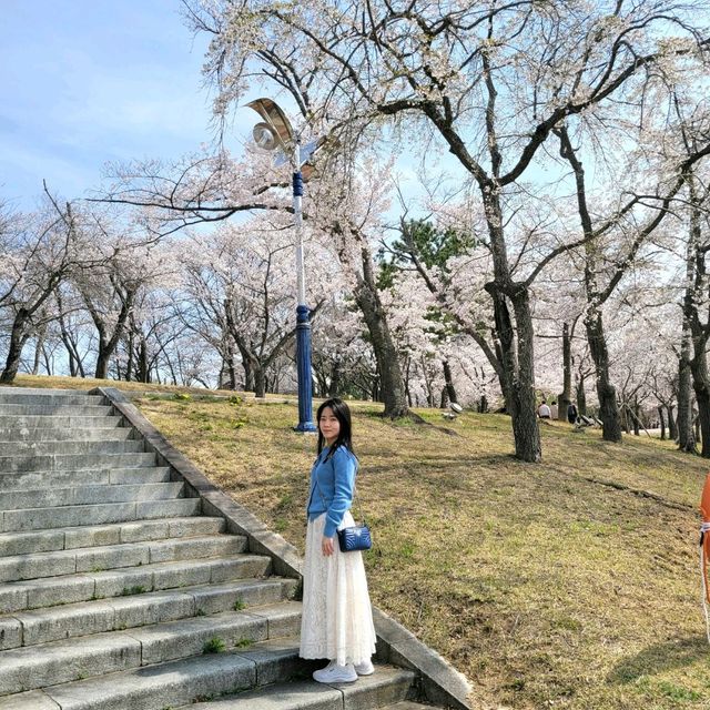 🌸 경주 벚꽃 시즌엔 "보문호수"🌸