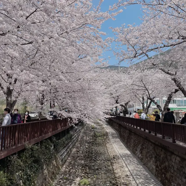 경남 꽃놀이 명소 모음🌸