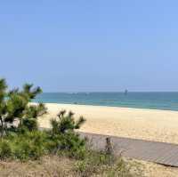 서퍼들이 좋아하는 파도가 몰려온다! 강릉해수욕장🏖️