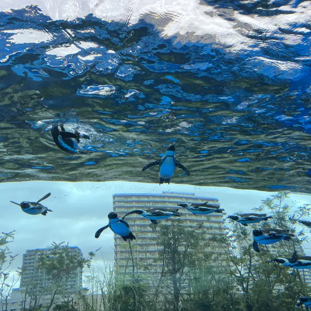 雨の日に水族館に行ってきた❤️